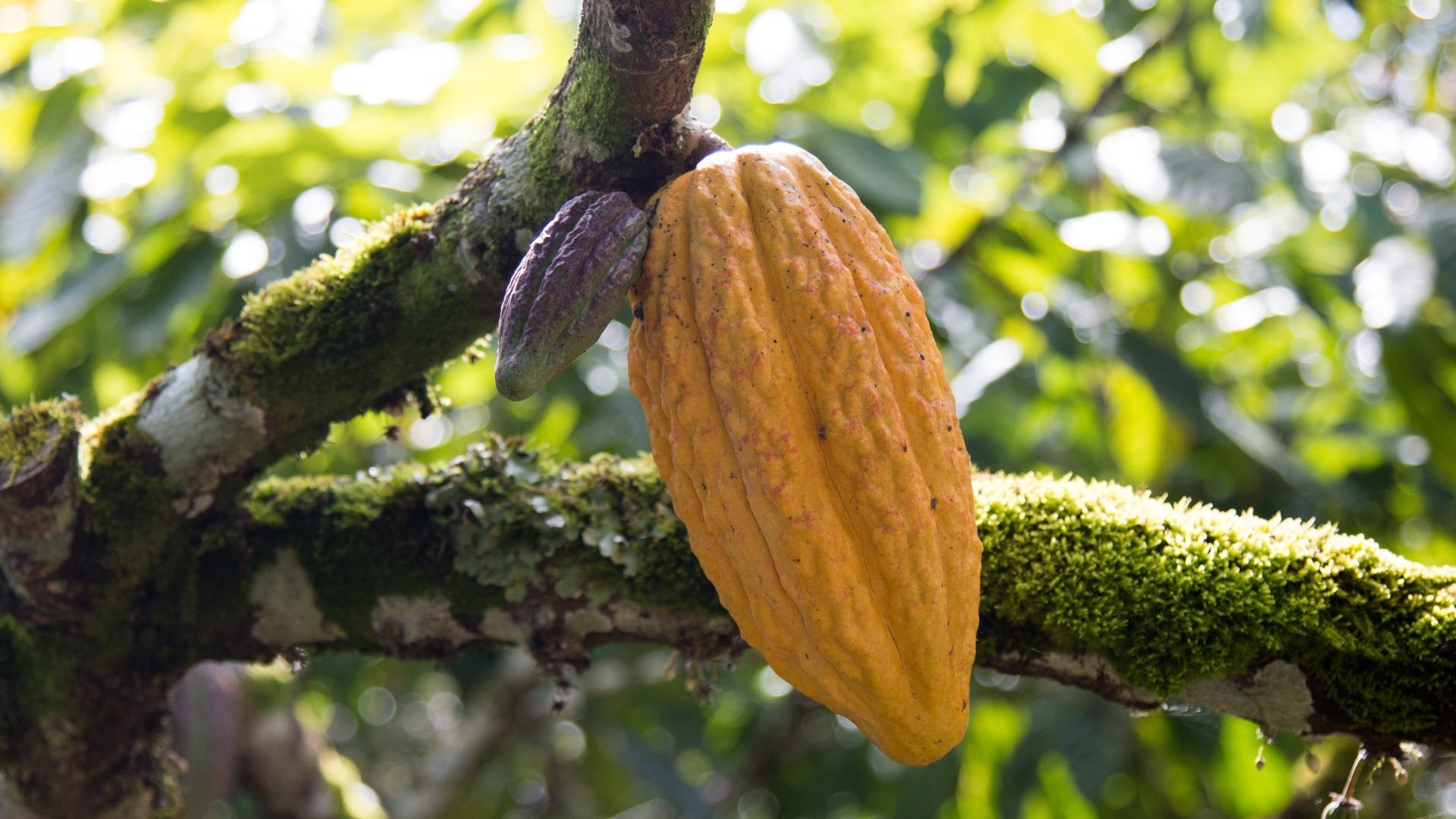Fruto de cacau maduro no cacaueiro