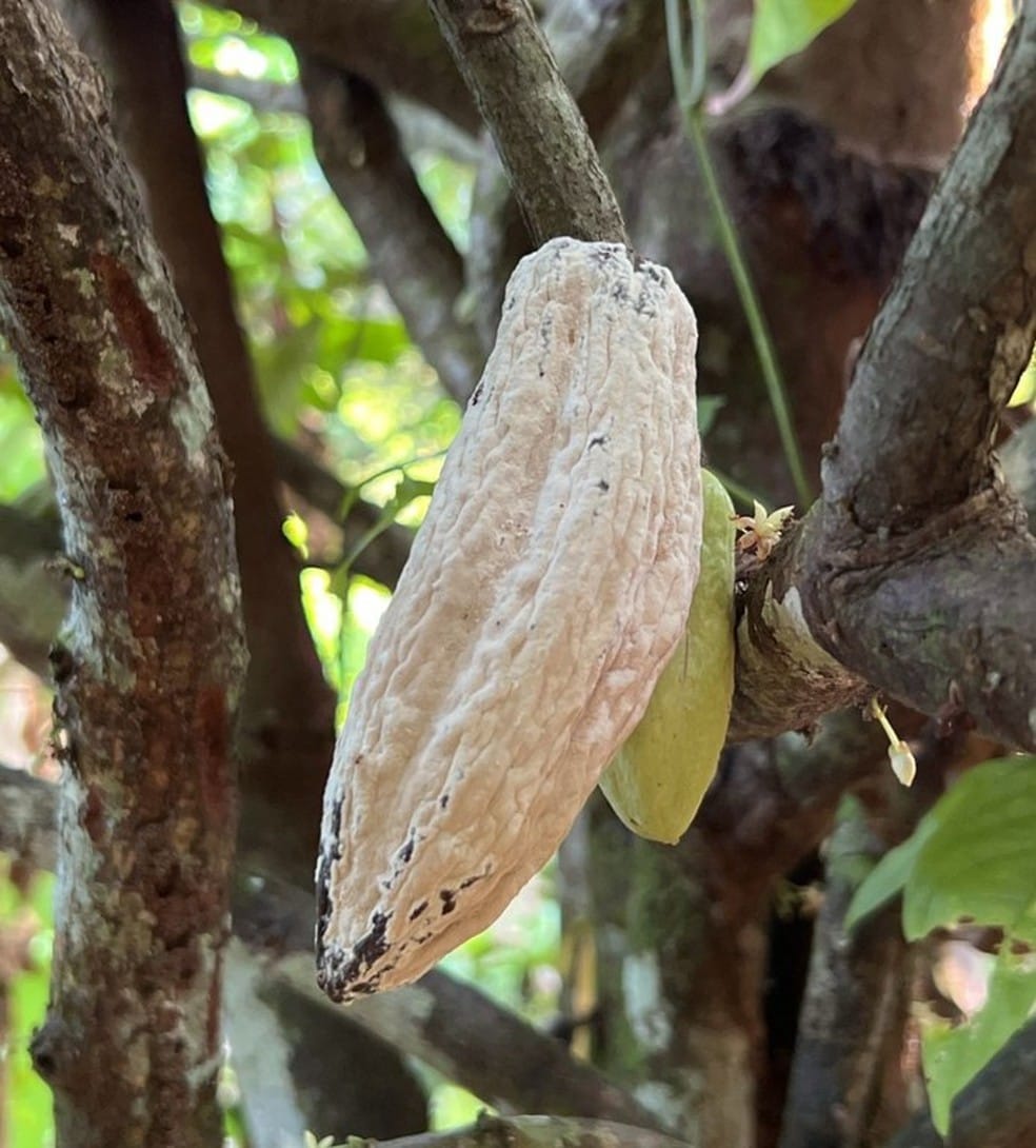 Fruto de cacau com sintomas de monilíase