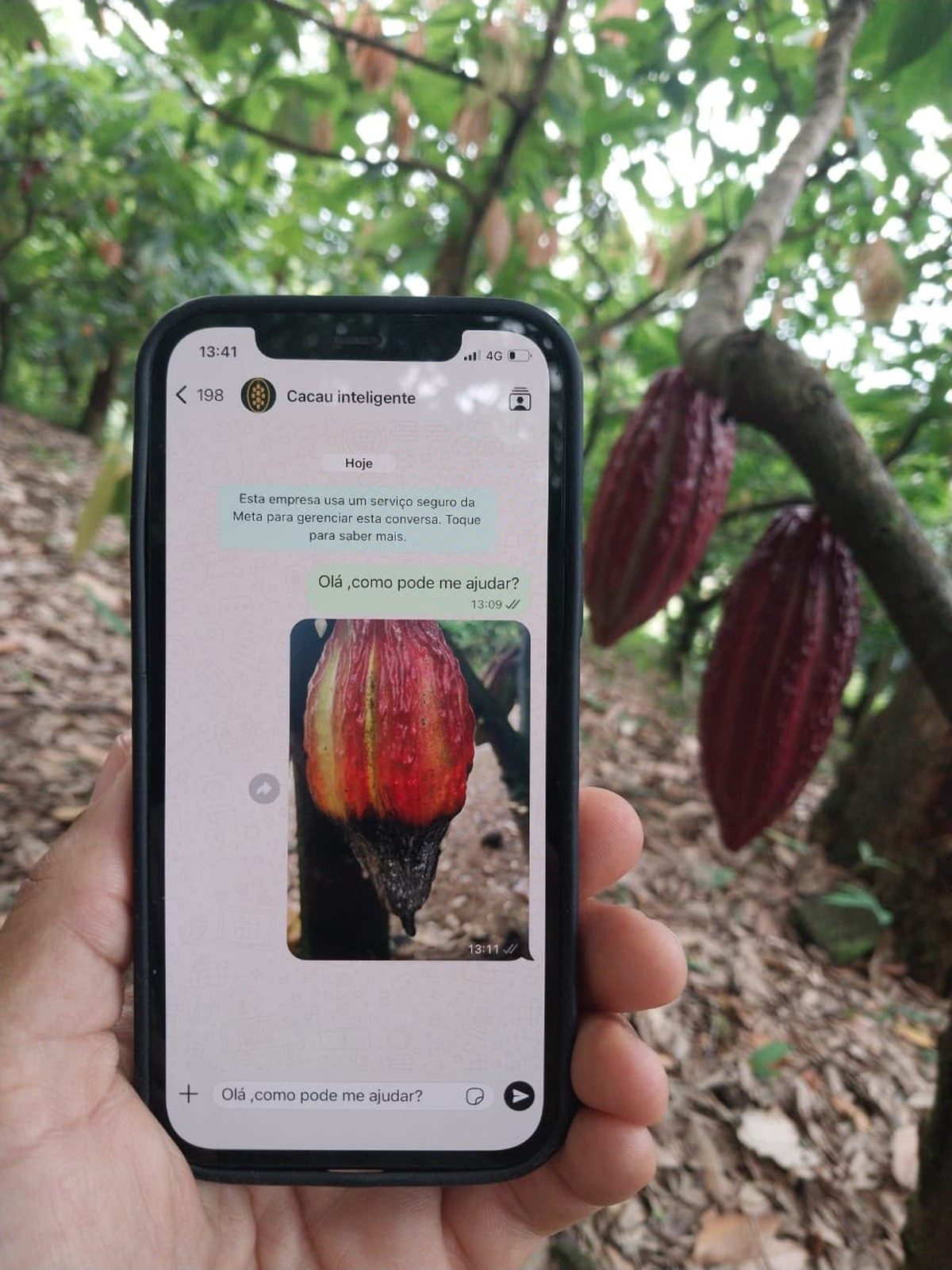 Matéria da Globo Rural sobre o App do Cacau