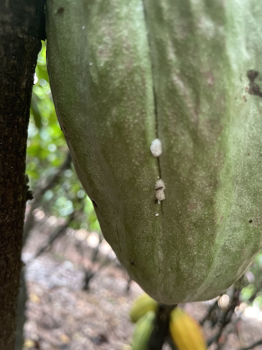 Imagem de campo usada no treinamento dos modelos