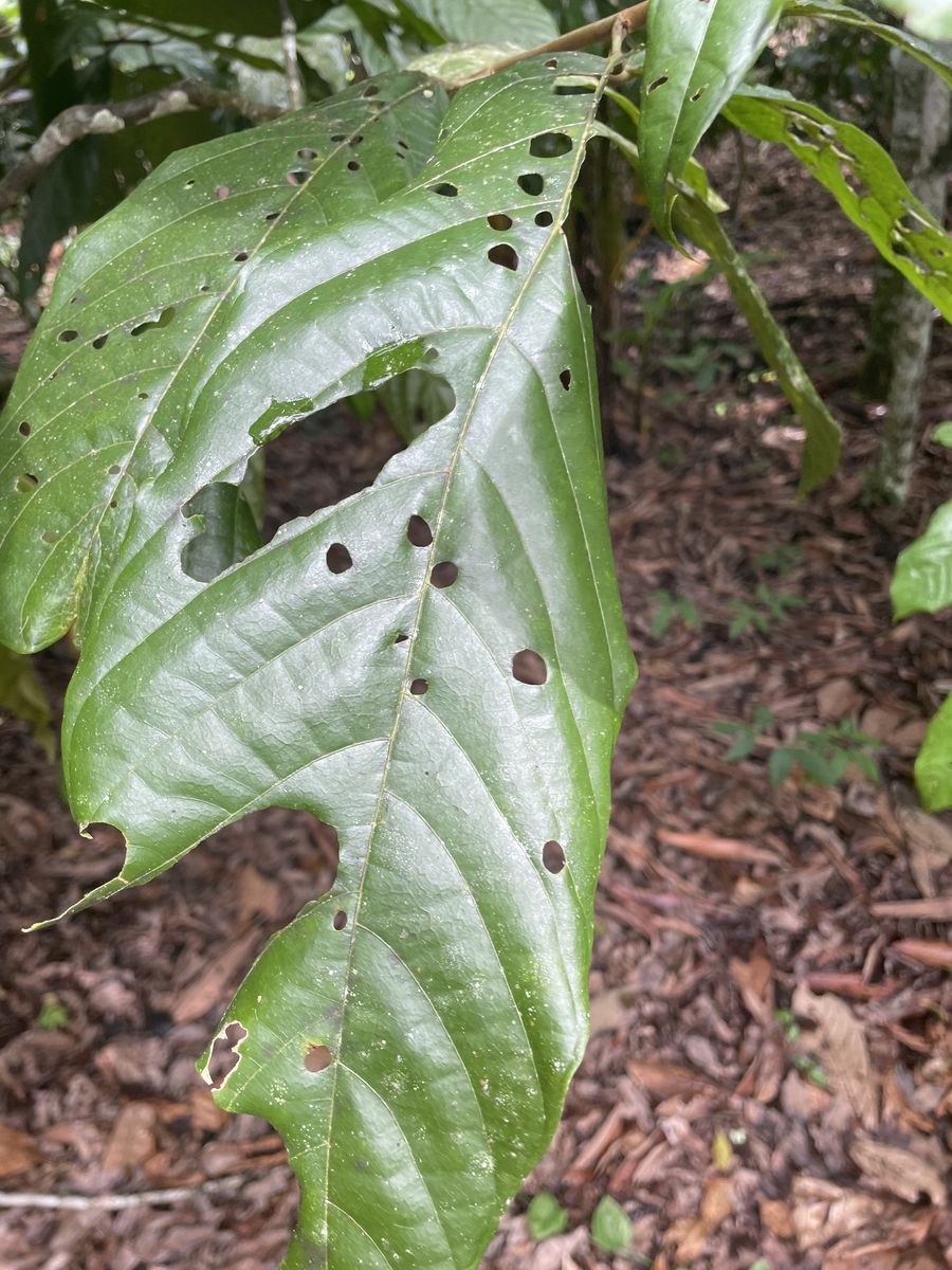 Vaquinha-do-cacaueiro em folha de cacau